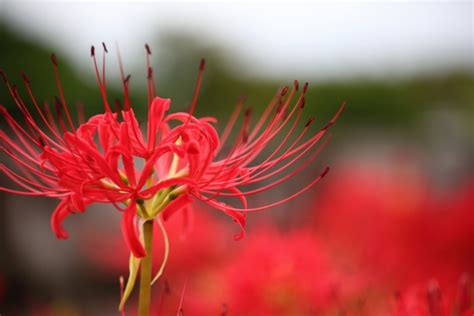 紅蓮華 彼岸花|彼岸花（ヒガンバナ）ってどんな花？別名や赤・黄色・白の花言。